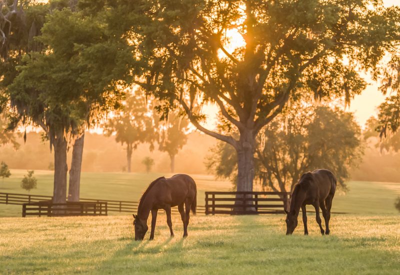 Resources for Those Moving to Mansfield, Texas